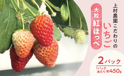 上村農園 こだわりのいちご 大粒紅ほっぺ 2パック (1パックあたり約450g) イチゴ あまい おいしい 静岡 浜松市【配送不可：沖縄・離島】 2542949 - 静岡県浜松市