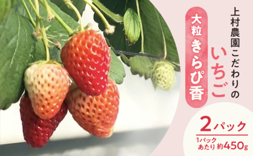 上村農園 こだわりのいちご 大粒きらぴ香 2パック (1パックあたり約450g) イチゴ あまい おいしい 静岡 浜松市【配送不可：沖縄・離島】 2542950 - 静岡県浜松市