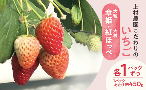 上村農園 こだわりのいちご 大粒章姫・大粒紅ほっぺ 各1パックずつ (1パックあたり約450g) イチゴ あまい おいしい 静岡 浜松市【配送不可：沖縄・離島】 2542951 - 静岡県浜松市