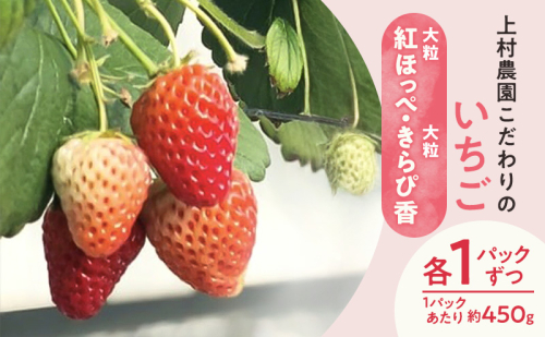 上村農園 こだわりのいちご 大粒紅ほっぺ・大粒きらぴ香 各1パックずつ (1パックあたり約450g) イチゴ あまい おいしい 静岡 浜松市【配送不可：沖縄・離島】 2542953 - 静岡県浜松市
