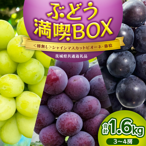 ≪ 種なし ≫ シャインマスカット ・ ピオーネ ・ 藤稔 約 1.6kg 計 3～4房 [ぶどう満喫BOX] (茨城県共通返礼品:かすみがうら市) 2026年 マスカット ぶどう 葡萄 ブドウ フルーツ 果物 くだもの 旬 食べ比べ セット 詰め合わせ 国産 産地直送 ギフト 贈答 プレゼント 手土産 お土産 [DH022sa] 2543684 - 茨城県桜川市