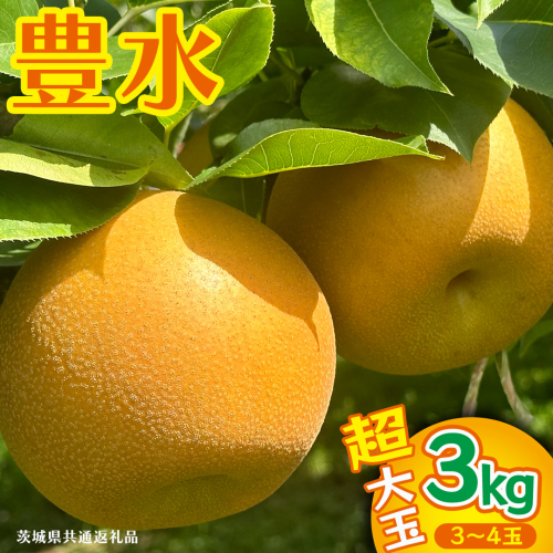 豊水 超大玉 約 3kg 3～4玉 (茨城県共通返礼品:かすみがうら市) 2026年 マスカット ぶどう 葡萄 ブドウ フルーツ 果物 くだもの 旬 食べ比べ セット 詰め合わせ 国産 産地直送 ギフト 贈答 プレゼント 手土産 お土産 [DH023sa] 2543686 - 茨城県桜川市