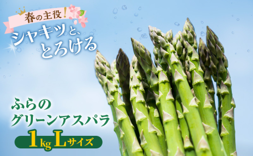 【2026年春発送】富良野産 グリーンアスパラ Lサイズ 約1kg アスパラ 野菜 アスパラガス 2544948 - 北海道富良野市