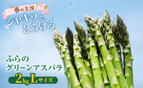 【2026年春発送】富良野産 グリーンアスパラ Lサイズ 約2kg アスパラ 野菜 アスパラガス 2544949 - 北海道富良野市