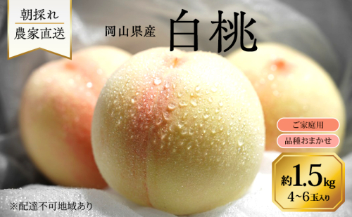 桃 2026年 先行予約 岡山県産 白桃 品種おまかせ ご家庭用 1.5kg(4～6玉) 朝採れ 農家直送 限定60箱 2544957 - 岡山県里庄町