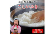令和8年産　先行予約　上越市産こしいぶき　5kg　新米　精米　新潟　米　新潟県　こしいぶき　限定　おすすめ　米ヴィレッジさんわ