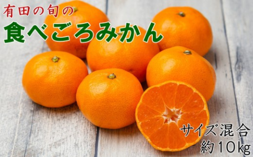 有田の旬の食べごろみかん約10kg（サイズ混合）（秀・優品混合）★2026年11月下旬頃より順次発送 ［TM227］ 2545299 - 和歌山県那智勝浦町
