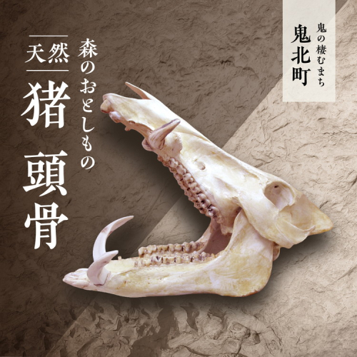 森のおとしもの 【天然猪】猪の頭骨＜頭骨標本 インテリア 民芸品 工芸品 オブジェ 天然 骨 猪 いのしし イノシシ 愛媛県 鬼北町＞ ※北海道・沖縄・離島への配送不可 2545408 - 愛媛県鬼北町