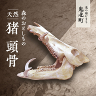 森のおとしもの 【天然猪】猪の頭骨＜頭骨標本 インテリア 民芸品 工芸品 オブジェ 天然 骨 猪 いのしし イノシシ 愛媛県 鬼北町＞ ※北海道・沖縄・離島への配送不可