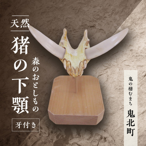 森のおとしもの【天然猪】猪の下アゴ（牙付き）＜頭骨標本 インテリア 民芸品 工芸品 オブジェ 天然 骨 猪 いのしし イノシシ 愛媛県 鬼北町＞ ※北海道・沖縄・離島への配送不可 2545472 - 愛媛県鬼北町