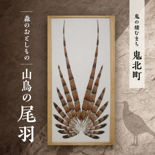 森のおとしもの 山鳥の尾羽＜インテリア 民芸品 工芸品 オブジェ 天然 羽根 鳥 ハネ 野鳥 愛媛県 鬼北町＞ ※北海道・沖縄・離島への配送不可 2545473 - 愛媛県鬼北町