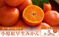 【先行受付2026年】【大収穫祭・特別企画】小原紅早生みかん「ちょっと大きな2Lサイズ」約5kg