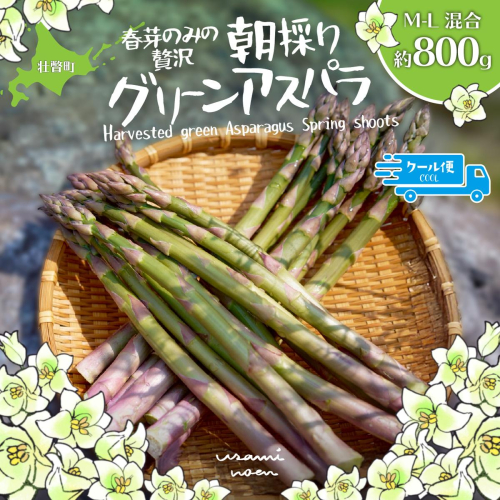 【2026年予約】朝採りグリーンアスパラ（春芽）M-L混合 約800g 北海道壮瞥町産 SBTAJ031 2547116 - 北海道壮瞥町