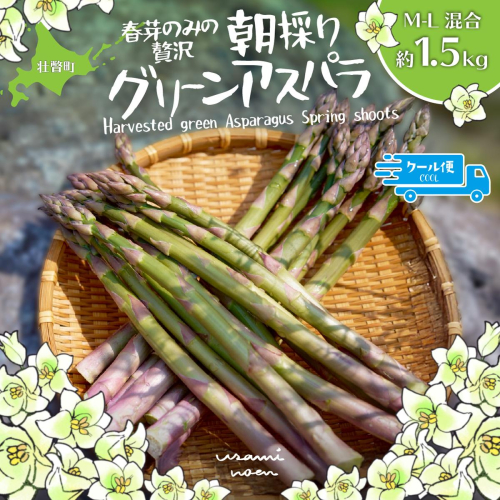 【2026年予約】朝採りグリーンアスパラ（春芽）M-L混合 約1.5kg 北海道壮瞥町産 SBTAJ033 2547123 - 北海道壮瞥町