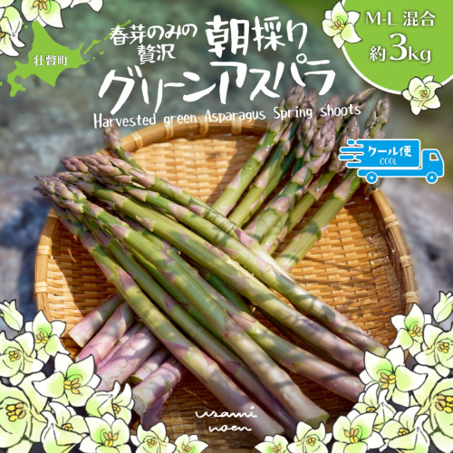 【先行予約】【2027年4月中旬頃より発送】朝採りグリーンアスパラ（春芽）M-L混合 約3kg 北海道壮瞥町産 SBTAJ035 2547130 - 北海道壮瞥町