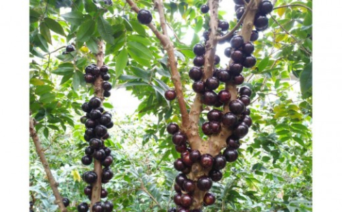 「西川農園」珍しいフルーツの摘み取り体験と農園カフェでくつろぎランチ 2547544 - 静岡県静岡市