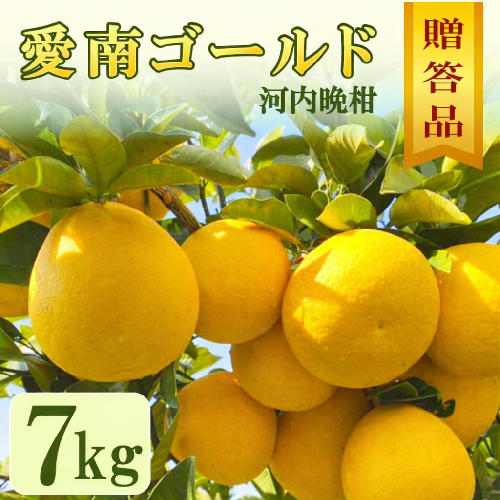 贈答用 愛南ゴールド（河内晩柑） 7kg 10000円 柑橘  みかん mikan 蜜柑 ミカン 愛南ゴールド 国産 特産品 ギフト プレゼント お中元 果物 柑橘 おいしい 甘い 前田ファーム 愛南町 愛媛 2548298 - 愛媛県愛南町