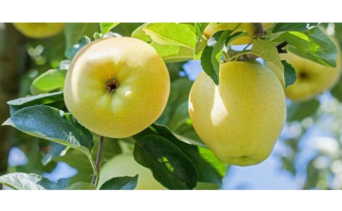 りんご しなのゴールド5kg スマートフレッシュ加工 2548488 - 長野県坂城町