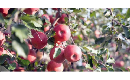 りんご サンフジ5kg スマートフレッシュ加工 2548489 - 長野県坂城町