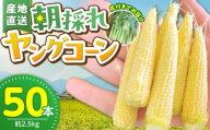 【2026年5月お届け】福岡県産 朝採れヤングコーン 50本 _ 2026年5月お届け 福岡県産 収穫 当日 新鮮 ヤングコーン ベビーコーン クール便 産地直送 美味しさ 宇佐川農園 こだわり 鮮度  朝採れ 濃い甘さ 生 シャキシャキ 甘み 福岡県 久留米市 送料無料 _ Gv052
