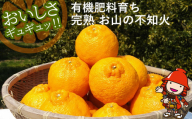 【数量限定】大久保農場の有機肥料育ち樹上完熟柑橘  お山の不知火 11玉 約3kg以上 | フルーツ 果物 くだもの 不知火 しらぬい 蜜柑 ミカン みかん 柑橘 柑橘類 産地直送 国産 大分県 中津市