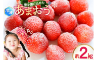 いちご 冷凍 あまおう 約 2kg [地域商社ふるさぽ 福岡県 筑紫野市 21761438] イチゴ 苺 果物 果実 フルーツ デザート 2キロ