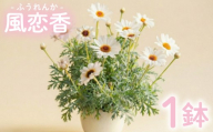 風恋香 1鉢 マーガレット お花 プレゼント 贈答用 お祝い ギフト 箱根洋ラン園 静岡県 三島市