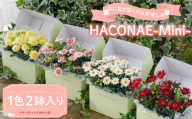 HACONAE Mini マーガレット お花 プレゼント 贈答用 お祝い ギフト 箱根洋ラン園 静岡県 三島市