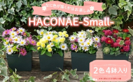 HACONAE Smallサイズ マーガレット お花 プレゼント 贈答用 お祝い ギフト 箱根洋ラン園 静岡県 三島市