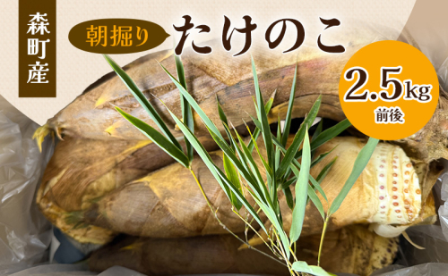 【3月下旬より順次発送】森町産朝掘りたけのこ2.5kg前後 たけのこ 筍 タケノコ 春の味覚 こだわり 朝堀り 当日出荷 かぐや姫 甘い 静岡県 森町 2026 2549737 - 静岡県森町