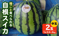 ＜先行予約！2026年7月上旬以降順次発送予定＞種ごと食べられる自根すいか中玉(2玉・計約7～8kg)【man370】【はざま篠原農産合同会社】