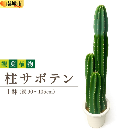 柱サボテン I 柱サボテン サボテン さぼてん 観葉植物 多肉植物 室内植物 植物 沖縄県 南城市 ふるさと納税 金城園芸 2550381 - 沖縄県南城市