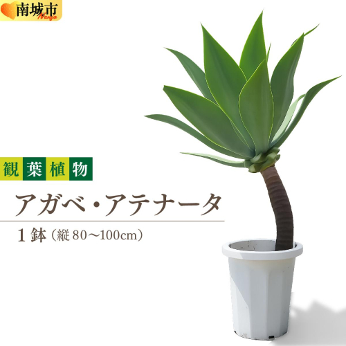 アガベ・アテナータ I アガベアテナータ アガベ あがべ 多肉植物 観葉植物 室内植物 植物 沖縄県 南城市 ふるさと納税 金城園芸 2550382 - 沖縄県南城市