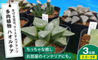 多肉植物 ハオルチア 3品種3鉢セット クリスタルプランツ 植物 観葉植物 セット 詰め合わせ 初心者 中級者 上級者 育てやすい インテリア 鑑賞 部屋 小さめ 簡単 手軽 グリーン カスタム おしゃれ 癒し おまかせ 植木鉢 植木 室内 ガーデニング プランター 3鉢 置くだけ 趣味 インドア 自然 落ち着く 日陰 人気 三次市/園芸王国パスタイム [APCJ006]