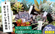 【母の日】多肉植物 20品種20鉢セット 植物 観葉植物 セット 詰め合わせ 初心者 中級者 上級者 育てやすい インテリア 鑑賞 部屋 小さめ 簡単 手軽 グリーン カスタム おしゃれ 癒し おまかせ 植木鉢 植木 苗 室内 ガーデニング プランター 多種 20種 置くだけ 趣味 インドア 自然 落ち着く 三次市/園芸王国パスタイム [APCJ002]