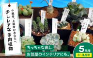 【母の日】多肉植物 少しレアな5品種5鉢セット 植物 観葉植物 セット 詰め合わせ 初心者 中級者 上級者 育てやすい インテリア 鑑賞 部屋 小さめ 簡単 手軽 グリーン カスタム おしゃれ 癒し おまかせ 植木鉢 植木 苗 室内 ガーデニング プランター 多種 5種 置くだけ 趣味 インドア 自然 落ち着く 珍しい レア 貴重 三次市/園芸王国パスタイム [APCJ003]