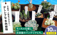 【母の日】多肉植物 少しレアな10品種10鉢セット 植物 観葉植物 セット 詰め合わせ 初心者 中級者 上級者 育てやすい インテリア 鑑賞 部屋 小さめ 簡単 手軽 グリーン カスタム おしゃれ 癒し おまかせ 植木鉢 植木 苗 室内 ガーデニング プランター 多種 10種 置くだけ 趣味 インドア 自然 落ち着く 珍しい レア 貴重 三次市/園芸王国パスタイム [APCJ004]