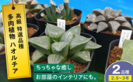 【母の日】多肉植物 高級 ハオルチア 2品種2鉢セット クリスタルプランツ 植物 観葉植物 セット 詰め合わせ 高級 初心者 中級者 上級者 育てやすい インテリア 鑑賞 部屋 小さめ 簡単 手軽 グリーン カスタム おしゃれ 癒し おまかせ 植木鉢 植木 室内 ガーデニング プランター 置くだけ 趣味 インドア 自然 落ち着く 人気 珍しい 希少 三次市/園芸王国パスタイム [APCJ007]
