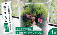 【母の日】苔 テラリウム（蓋付きガラス瓶）植物 コケ テラリウム インテリア 植物 観葉植物 初心者 中級者 上級者 育てやすい インテリア 鑑賞 部屋 小さめ 簡単 手軽 グリーン カスタム おしゃれ 癒し 室内 置くだけ 趣味 インドア 自然 落ち着く 手間いらず 瓶入り 蓋付き 盆栽 三次市/園芸王国パスタイム [APCJ008]
