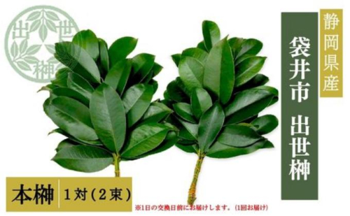 袋井市　出世榊　本榊　純国産　1対（2束）※1日交換に間に合うように配送　榊 さかき サカキ 神棚 お供え 国内産 日持ち 大きい 艶やか 静岡県 2551011 - 静岡県袋井市