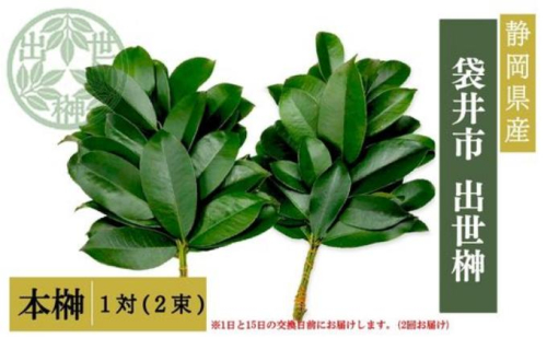袋井市　出世榊　本榊　純国産　1対（2束）※1日、15日の交換に間に合うように配送　榊 さかき サカキ 神棚 お供え 国内産 日持ち 大きい 艶やか 静岡県 2551013 - 静岡県袋井市