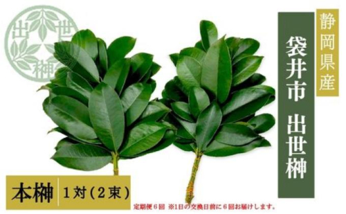 袋井市　出世榊　本榊　純国産　1対（2束）定期便6ヶ月※1日交換に間に合うように配送　榊 さかき サカキ 神棚 お供え 国内産 日持ち 大きい 艶やか 静岡県 2551015 - 静岡県袋井市