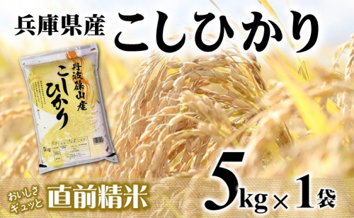【７営業日以内発送】コシヒカリ 5kg 白米 令和７年産 【城口商店】米 お米 5kg 米5kg 兵庫県産 こしひかり コシヒカリ 令和7年産 R7年産 2025年産 精米 2552354 - 兵庫県西脇市
