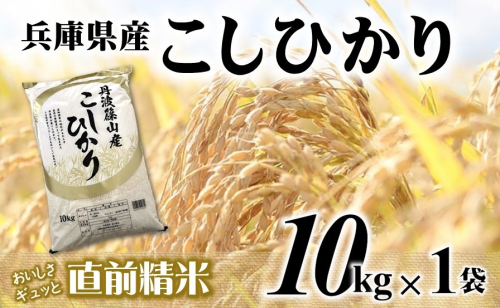 【７営業日以内発送】コシヒカリ 10kg 白米 令和７年産 【城口商店】米 お米 10kg 米10kg 兵庫県産 こしひかり コシヒカリ 令和7年産 R7年産 2025年産 精米 2552415 - 兵庫県西脇市