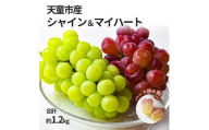 08-10-053 ぶどう シャインマスカット&マイハート約1.2kg (各500g〜600g)