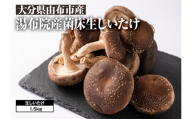 【全国銅賞受賞】湯布院産 生しいたけ  大きめ1.5kg｜栽培期間農薬不使用
