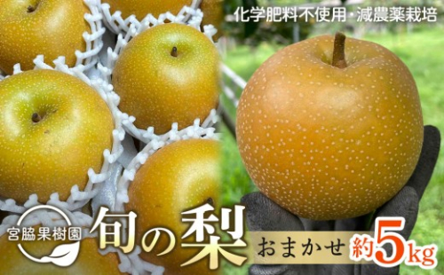 【2026年8月下旬以降より発送】旬の梨おまかせ約5kg・6-14玉（自家製有機肥料・減農薬・化学肥料無使用） 2555476 - 大分県由布市