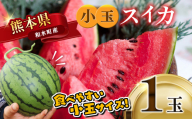 小玉スイカ1玉 熊本和水町産 スイカ 小玉【2026年4月中旬～6月末頃まで順次出荷】 | 熊本県 和水町 くまもと なごみまち すいか 西瓜 スイカ 小玉 1玉