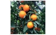 2025年3月下旬より発送 ブラッドオレンジ(タロッコ) 5kg(22～35玉前後) ダンボール箱入【1134447】