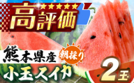 【先行予約】小玉スイカ（赤色）2玉 熊本県和水町産 【2026年（令和8年）4月中旬〜6月頃まで順次発送】 | 熊本県 熊本 くまもと 和水町 なごみまち なごみ すいか スイカ 西瓜 小玉 2玉 期間限定 季節の果物 果物 フルーツ 産地直送
